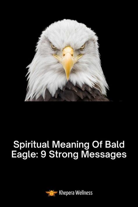 Bald Eagle Meaning, Eagle Quotes Inspiration Life, Bald Eagle Symbolism, Eagle Meaning, Bald Eagle Spiritual Meaning, Eagle Spiritual Meaning, Eagle Native American, Eagle Tattoo Meaning, Eagle Quotes Strength