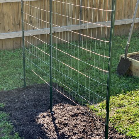 How to Make a Green Bean Trellis Using Welded Wire Green Bean Lattice, Trellis Green Beans, Green Bean Garden Trellis, Diy Pole Bean Trellis, Bean Supports Vegetable Garden, Garden Peas Trellis, Garden Trellis For Vegetables, Diy Green Bean Trellis, Green Bean Garden Ideas