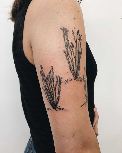 Three Ocotillo tattoos inked on the right upper arm by Finley Jordan Ocotillo Tattoo, Desert Doodles, Watercolor Arrow Tattoo, Inspiring Quote Tattoos, Related Tattoos, Shape Tattoo, Foot Tattoos For Women, Best Tattoos For Women, Arrow Tattoos