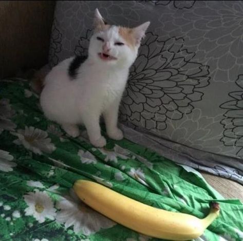 Cat doesn't like banana | Cats | Know Your Meme Banana Meme, Banana Games, Derpy Cats, 200 Followers, Cat Whiskers, Cat Meme, Happy Cat, Cat Life, White Cat