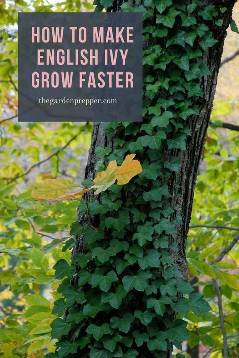 how to make english ivy grow faster English Ivy Plant, Apartments In Nyc, Pool Courtyard, 5th Wheel Camper, Black Thumb, Courtyard Ideas, English Ivy, Ivy Plants, Green Things