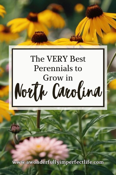 Discover the best perennials for North Carolina to transform your garden into a vibrant, year-round paradise. Our expert guide highlights top perennial choices that thrive in North Carolina's unique climate. From colorful blooms to hardy plants, learn which perennials are perfect for your garden. Enhance your landscaping with flowers that offer beauty and resilience year after year. Explore our top recommendations and tips! #Gardening #NorthCarolina #Perennials #GardenTips #Landscaping Native Nc Plants North Carolina, North Carolina Landscaping Front Yard, North Carolina Landscaping Ideas, Native North Carolina Plants, Native Plants North Carolina, South Carolina Landscaping Ideas, North Carolina Landscaping, North Carolina Plants, Landscaping With Flowers