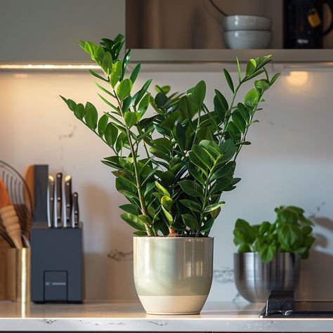 Tips to Keep Your ZZ Plant Beautiful: Secrets to Lush, Evergreen Foliage! Zz Plant Decor, Pot Plants Indoor, Zz Plant Care, Zz Plants, Indoor Planting, Plant Watercolor, Zamioculcas Zamiifolia, Anthurium Plant, Houseplant Care