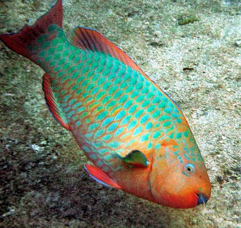 Parrot Fish Drawing, Rainbow Parrot Fish, Tropical Fish Photography, Fish Texture, Reef Animals, Marine Life Photography, Fish Chart, Coral Reef Fish, Fish Photography