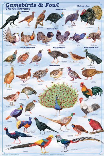 Laminated Gamebirds and Fowl Poster -- More info could be found at the image url.Note:It is affiliate link to Amazon. #PosterPrint Gamebirds, Game Fowl, Bird Identification, Diy Bird Feeder, Cattle Farming, Bird Hunting, Kinds Of Birds, Game Birds, Chicken Breeds