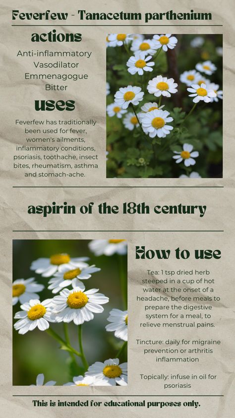 #naturalremedy #migraine #feverfew #herbalism #folkmedicine Feverfew Uses, Feverfew Benefits, Craft Useful, Medicinal Herbs Remedies, Medicinal Flowers, Core Aesthetics, Herbal Remedies Recipes, Medicinal Herbs Garden, Medical Herbs