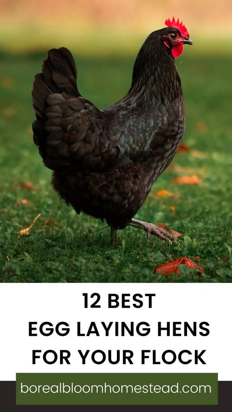 Laying Hens Breeds, How Many Eggs Do Chickens Lay A Day, Best Laying Hens, How To Introduce New Chickens To Flock, Introducing Chickens To New Flock, Chicken Breeds For Eggs, High Fence, Best Egg Layers Chicken Breeds, Egg Laying Hens