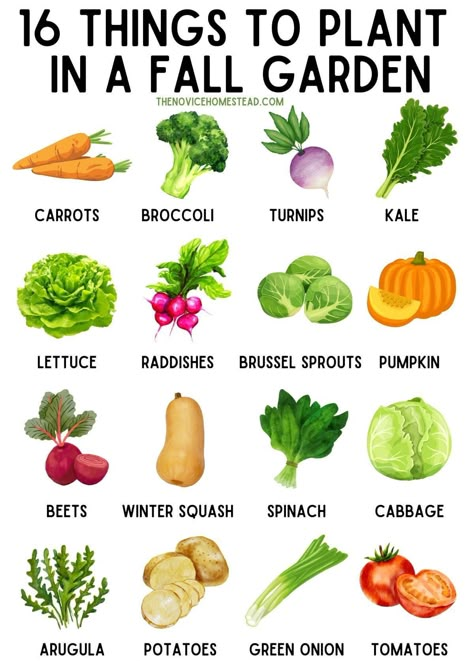 Vegetables To Plant, When To Plant Vegetables, Landscaping Small Backyard, Winter Vegetables Gardening, Small Backyard Design Ideas, Vegetable Garden Planning, Healing Garden, Homestead Gardens, Fall Gardening