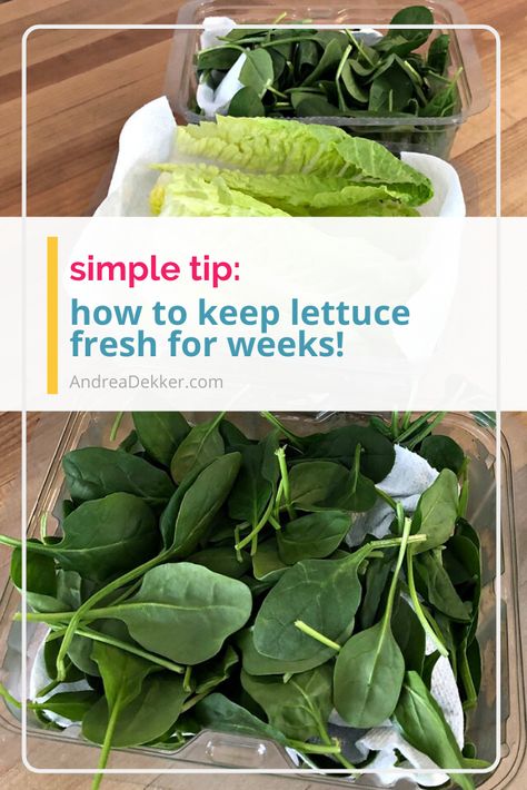 How To Store Fresh Spinach, How To Keep Spinach Fresh Longer, Keeping Romaine Lettuce Fresh, What To Do With Extra Lettuce, Best Way To Keep Lettuce Fresh, How To Keep Romaine Lettuce Fresh Longer, How To Keep Lettuce From Turning Brown, Best Way To Store Lettuce In Fridge, Keeping Lettuce Fresh Longer