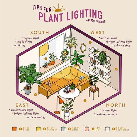 Plant Care: Understanding Your Lighting – rerootgardens Plant Care Houseplant, Inside Plants, Growing Plants Indoors, House Plants Decor, House Plant Care, Plant Lighting, Room With Plants, House Plants Indoor, Plant Mom