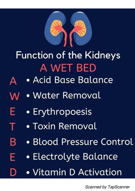 Urinary System Notes, Medical Terminology Study, Medical Assistant Student, Medical Notes, Urinary System, Nursing School Essential, Nursing School Motivation, Basic Anatomy And Physiology, Nurse Study Notes