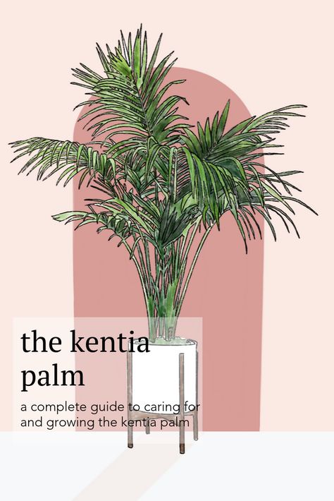 Kentia Palm, Plant Care Tips, Palm Plant, Interior Plants, Easy Plants, Island Vibes, House Plants Indoor, Plant Mom, Plant Lady