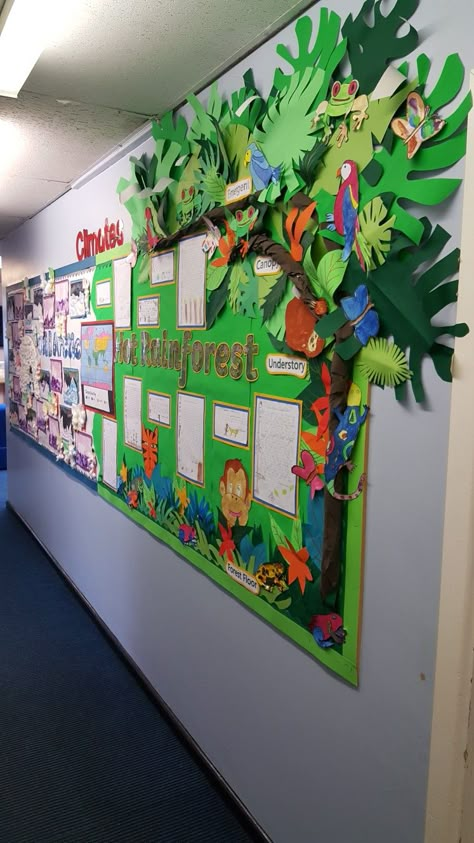 Rainforest Display Board, Rainforest Display Ks2, Rainforest Theme Classroom, Rainforest Classroom Theme, Rainforest Bulletin Board, Rainforest Display, Jungle Theme Classroom Decorations, Rainforest Classroom, Science Exhibition Projects