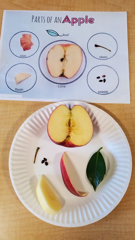 Apples Science Experiment, A For Apple Activity, Apples Stem Activities, Apple Theme Activities Prek, A Is For Apple Activities, Exploring Apples Preschool, Science Apple Activities Preschool, Activities With Apples For Preschoolers, Apple Theme Games Preschool