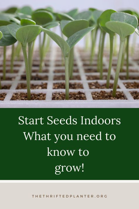 Interested in starting your own seeds? It's not as daunting as you may think. Raised Beds Garden, Flowers In A Pot, Start Seeds Indoors, Raised Bed Gardens, Raised Bed Gardening, Gardening Techniques, Herb Gardening, Vegetable Seeds, Garden Edging