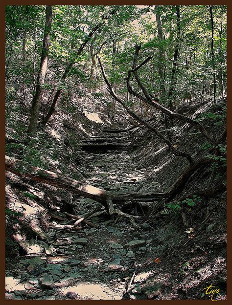 Get lost in the dry creek bed surrounded by shaded forest... Stream Landscaping, Dry Stream, Creek Design, Rock Path, Stream Bed, River Rock Garden, Dry Creek Bed, Dry River, Natural Landscaping