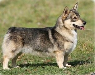 Swedish Vallhund Spitz Dog, Swedish Vallhund, Norwegian Elkhound, Rare Dogs, Tibetan Mastiff, Unique Dog Breeds, Dog Mixes, Herding Dogs, Purebred Dogs