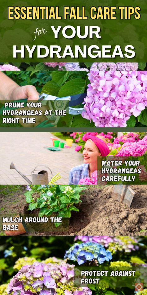 Caring for hydrangeas in the fall is key for stunning blooms next year! This guide covers practical steps to protect and support your plants, from root insulation to strategic pruning. These simple maintenance tips make sure your hydrangeas stay resilient and beautiful season after season. Save this pin to help your hydrangeas thrive with easy fall care that brings long-lasting results! What To Plant With Hydrangeas, Caring For Hydrangeas, Prune Hydrangeas, When To Prune Hydrangeas, Pruning Hydrangeas, Types Of Hydrangeas, Smooth Hydrangea, Hydrangea Care, Growing Hydrangeas