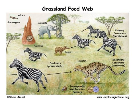 An ecosystem is a community of living and non-living things that function together. Within an eco system, organisms are interdependent an... Savanna Diorama, Ecosystems Diorama, Savanna Biome, Grassland Biome, Savanna Grassland, Biome Project, Biomes Project, Savannah Animals, Ecosystems Projects