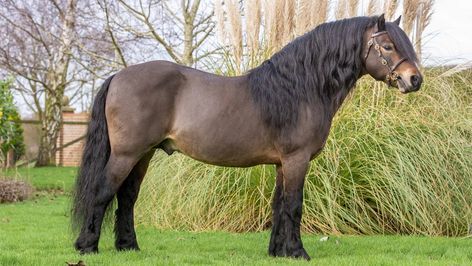 Dartmoor Pony, Fell Pony, Highland Pony, Connemara Pony, Welsh Pony, Pony Breeds, Shire Horse, Horse Coats, Shetland Pony