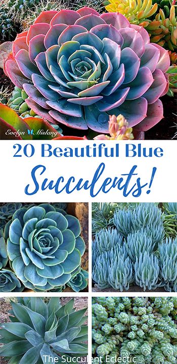 Teal Succulents, Succulent Landscaping Front Yard, Echeveria Imbricata, Succulent Projects, Succulent Varieties, Popular Plants, Succulent Design, Succulent Bowls, Succulent Landscape Design