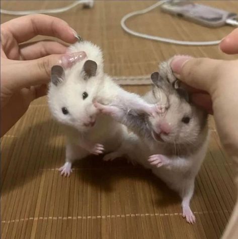 Hamster Pics, Funny Rats, Funny Hamsters, Cute Small Animals, Cute Rats, Funny Animal Photos, Cute Hamsters, Pretty Animals, Silly Animals