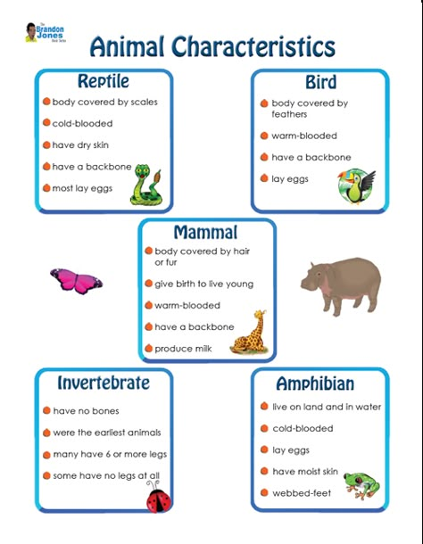 Classifying Animals, Amphibians Animals, Animal Characteristics, Vertebrates And Invertebrates, Science Anchor Charts, Animal Lessons, Animal Classification, Science Writing, 5th Grade Science