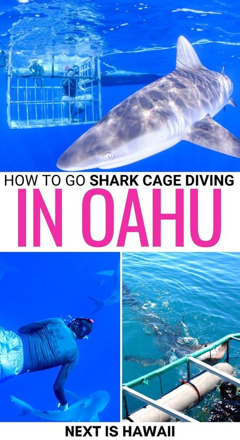 Are you looking for the best shark cage diving in Oahu tours? This guide discloses them - and also tells you what to expect on your first shark cage dive! | Oahu shark cage diving | Tours in Oahu | Shark cage dive Oahu | Shark dive Oahu | North Shore shark cage diving | North Shore beaches " Things to do in Oahu | Oahu day trips | Oahu excursions | Things to do in Haleiwa | How to see sharks in Oahu | Oahu itinerary Oahu North Shore, Oahu Itinerary, Hawaii Trip Planning, Things To Do In Oahu, Shark Cage Diving, Shark Cage, Hawaiian Travel, Shark Diving, North Shore Oahu