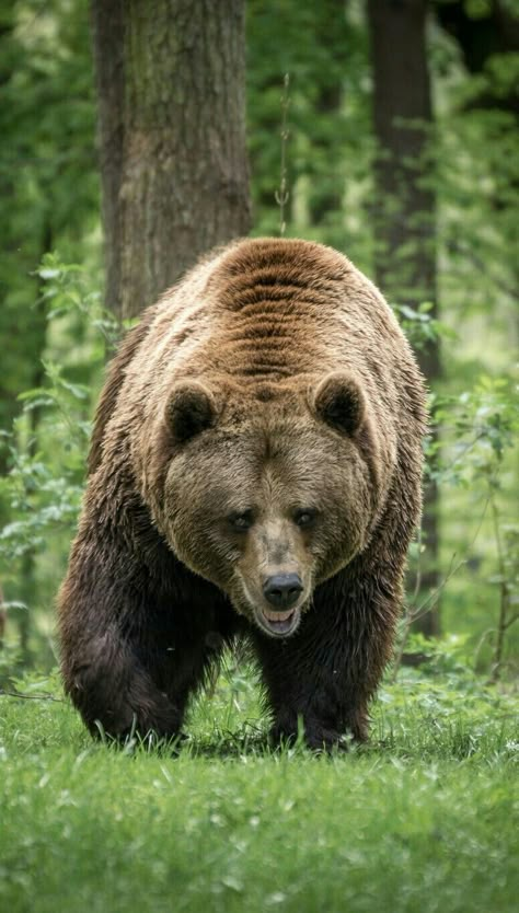 Bear in the Woods! Grizzly Bears Photography, Bear Looking Up, Bear In Woods, Cute Grizzly Bear, Grizzly Bear Photography, Bear In Forest, Photo Ours, Bear Walking, Male Bear