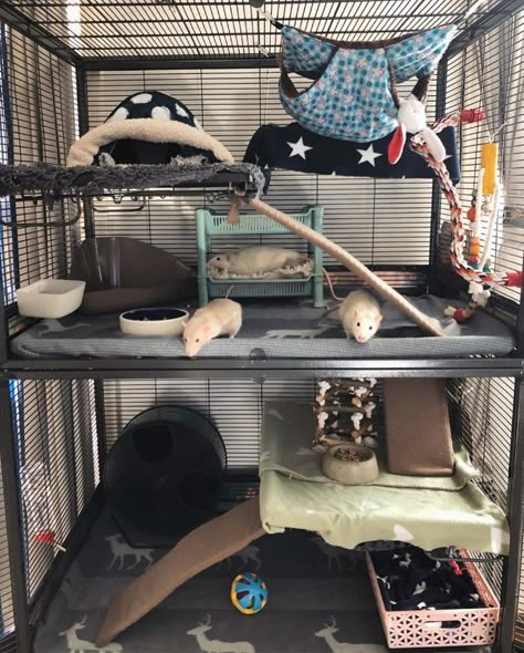 Rat Enclosure, Rat Cage Diy, Ferret Cage Ideas, Diy Rat Toys, Rat Cage Ideas, Pet Rat Cages, Rat Ideas, Rattus Rattus, Small Rat