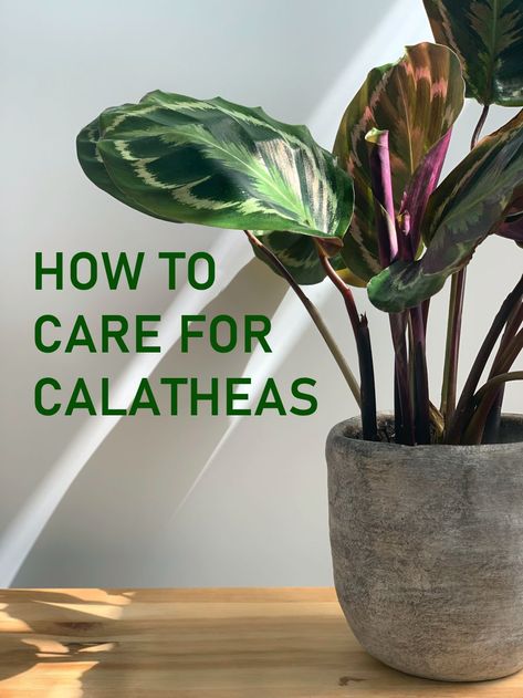 How to Care for Calatheas Pinstripe Calathea Plant Care, Calathea Setosa Care, How To Care For Calathea Plant, Calathea Makoyana Care, Rose Painted Calathea, Calathea Stella, Calathea Couture, Jungle Reference, Calathea Plant Care