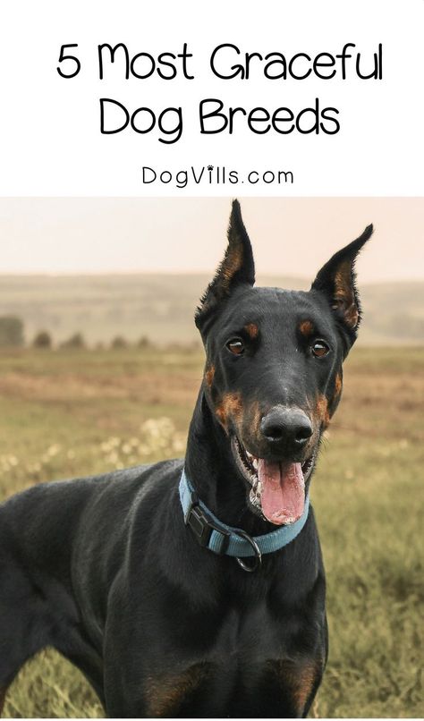 All dogs are gorgeous in their own way, but some are just incredibly elegant. Check out our picks for the top five most graceful dog breeds! Doberman Pinscher Blue, Shadow Dog, Elegant Dog, Military Dog, Different Dog Breeds, Doberman Puppy, Small Living Spaces, Cutest Puppy, Dog Best Friend