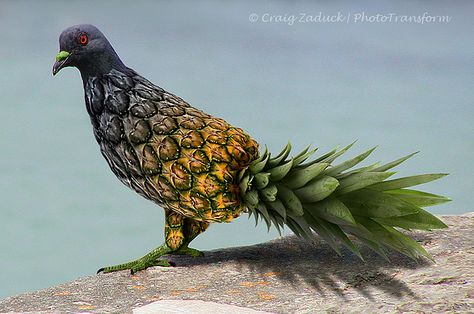 Pineapple-pigeon | Flickr - Photo Sharing! Photoshopped Animals, Animal Mashups, Animal Mix, Mixed Animals, Animal Hybrids, Animal Fruit, Hybrid Animals, Fruit Animals, Hybrid Art