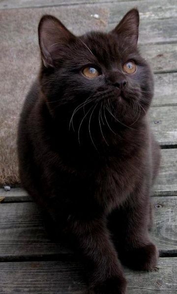 Chocolate British Shorthair Regnul Animal, Cats Rule, British Shorthair Cats, Brown Cat, A Black Cat, Cats Kittens, Domestic Cat, Pretty Cats, Black Cats