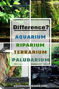 Terrarium Ecosystem With Animals, Aqua Terrarium With Fish, Riparium Tanks, Small Paludarium Ideas, Terrarium Tank Ideas, Terrarium Ideas Fish Tank, Terrarium In Aquarium Tank, Riparium Diy, Aquarium Terrarium Ideas