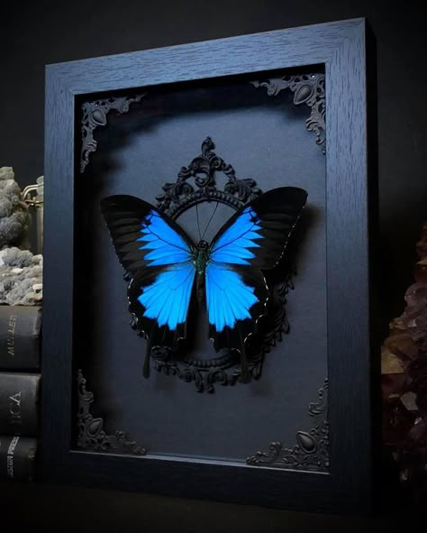 Blue Swallowtail Butterfly, Taxidermy Butterflies, Butterfly Dome, Papilio Ulysses, Butterfly Shadow Box, Dark Veil, Butterfly Shadow, Gothic Whimsical, Framed Butterfly