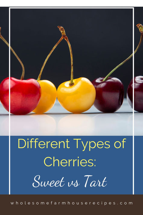 different varieties of fresh cherries Different Types Of Cherries, Forest Survival, Cherry Types, Types Of Cherries, Black Cherries, Bing Cherries, Survival Gardening, Cherry Tart, Food Forest