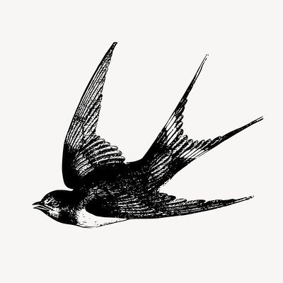 Swallow Bird Tattoo Men, Swallow Bird Drawing, Swallow Bird Tattoo, Swallow Tattoo Design, Swallow Bird Tattoos, Vintage Bird Illustration, Swallow Tattoo, Bird Clipart, Swallow Bird