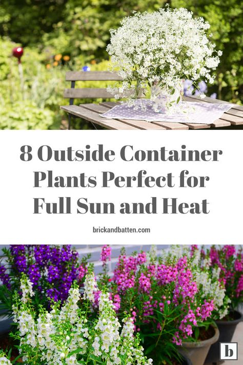 Potted Plants Full Sun, Full Sun Container Plants, Full Sun Flowers, Garden Escape, Patio Flowers, Plants In Pots, Porch Flowers, Full Sun Perennials, Potted Plants Outdoor