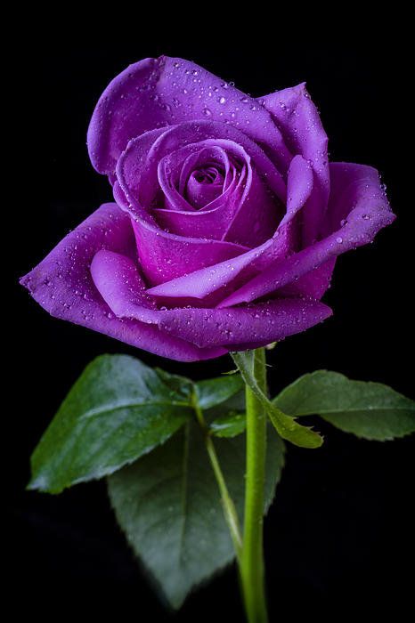 Purple Rose Print By Garry Gay. I'd love to have some of these. Hybrid Tea Rose, Rose Violette, Rainbow Roses, Hybrid Tea Roses, All Things Purple, Purple Rose, Beautiful Rose Flowers, Love Rose, Tea Roses