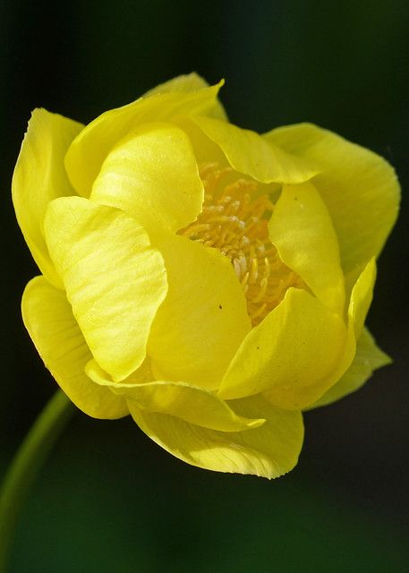 Trollius Europaeus, Globe Flowers, Globe Flower, Yellow Bouquets, Rare Orchids, Blossom Garden, 강아지 그림, Flowering Trees, Exotic Flowers