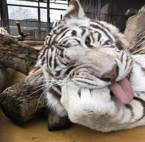 Pretty Animals, Silly Animals, White Tiger, Animal Photos, Big Cat, Little Animals, Silly Cats, Cute Little Animals, Wild Animals