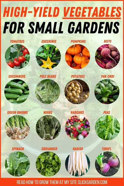 High-Yield Vegetables For Small Gardens – Slick Garden Small Vegetable Garden, Growing Vegetables In Pots, Bucket Gardening, Small Vegetable Gardens, Garden For Beginners, Vegetable Garden For Beginners, Vegetable Garden Planning, Vegetable Garden Diy, Backyard Vegetable Gardens