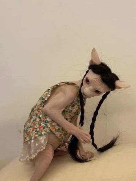 Hairless Cat Funny, Cute Hairless Cat, Cat Dressed Up, Sphinx Cat, Hairless Cat, Cat Dresses, Sphynx Cat, Silly Animals, Cat Aesthetic