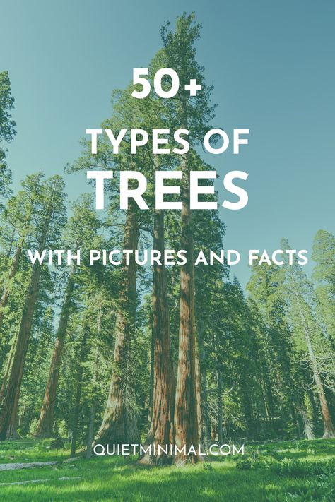 Tree Types Chart, Tree Knowledge, Tree Identification Chart, Types Of Evergreen Trees, Plants Identification, Types Of Pine Trees, Identifying Trees, Tree Names, Yard Trees