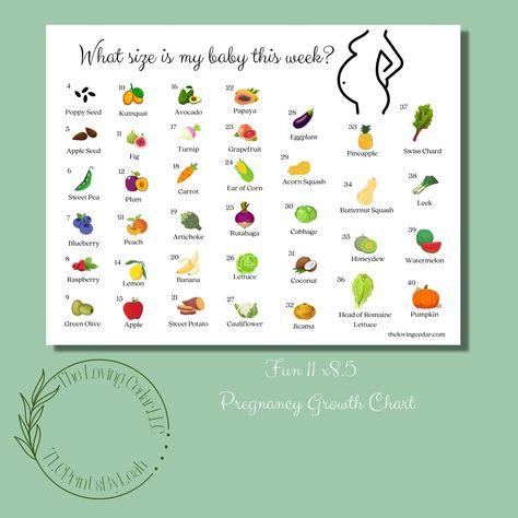 Excited to share the latest addition to my #etsy shop: How Big is Baby? Week-by-Week Pregnancy Growth Chart | 11 x 8.5 PDF Instant Download | Unlimited Printing https://etsy.me/3hPefJv #growthchart #pregnancychart #weekbyweek #baby #pregnancy #pregnancygrowth #babysize Pregnancy Growth Chart, Fetal Growth Chart, Baby Week By Week, Pregnancy Chart, Baby Growth Chart, Baby Weeks, Free Daily Planner, Responsibility Chart, Mommy Belly