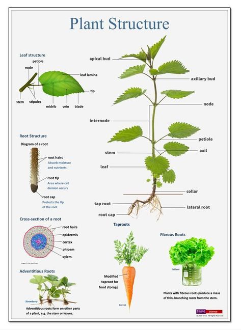 Steven Rindner Bio. Use Apps Horticulture Education, Como Plantar Pitaya, Plant Lessons, Biology Plants, Plant And Animal Cells, Leaf Structure, Plant Structure, Plant Study, Nature School