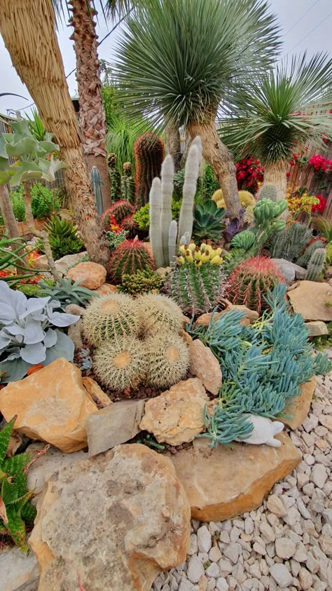 Succulent Rock Garden Landscaping, Garden With Rocks, Desert Landscape Front Yard, Cactus Garden Design, Desert Landscaping Backyard, Cactus Garden Landscaping, Succulent Rock Garden, Desert Backyard, Succulent Landscape