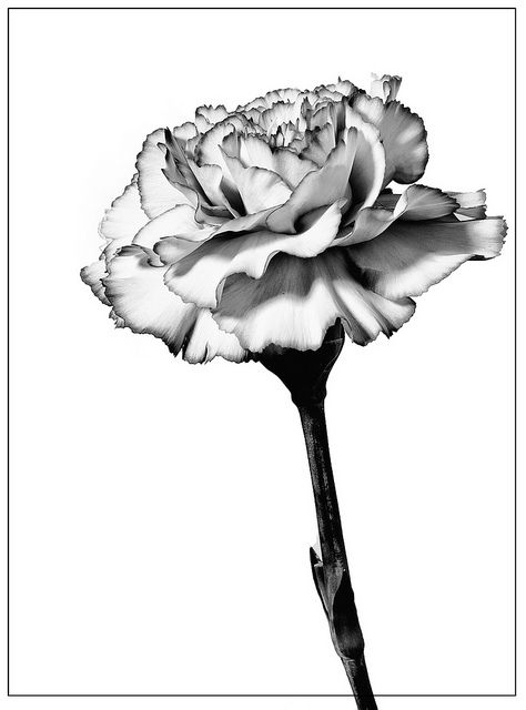 White Carnations Tattoo, Carnations Tattoo Design, Carnation Bouquet Drawing, Realistic Carnation Tattoo, Black And Grey Carnation Tattoo, Carnation Tattoo Sleeve, Carnation Sketch, Carnation Tattoo Design, Carnation Flower Tattoo Design