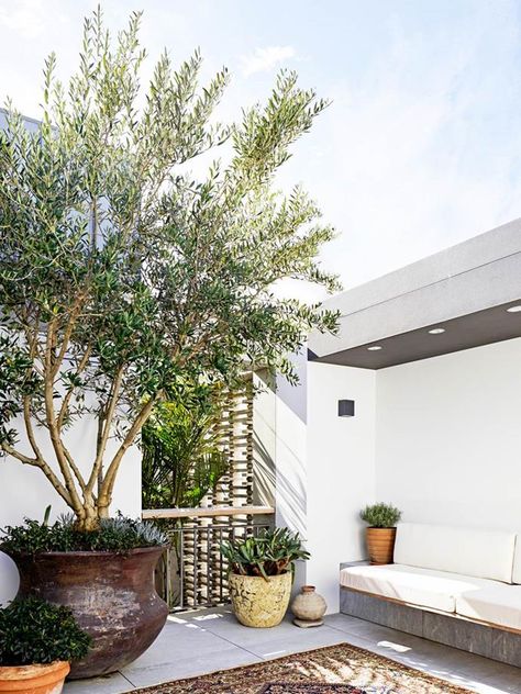 Turn your home into a Greek oasis with an indoor or outdoor potted olive tree, with these handy care tips and watch it thrive. Potted Olive Tree, Outdoor Trees, Outdoor Pots, Samos, Mediterranean Garden, Potted Trees, Rooftop Garden, Waterfront Homes, Rooftop Terrace